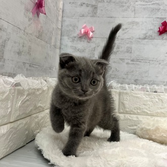 静岡県のスコティッシュフォールド (犬の家＆猫の里プレ葉ウォーク浜北店/2026年2月6日生まれ/女の子/ブルー)の子猫の3枚目の画像