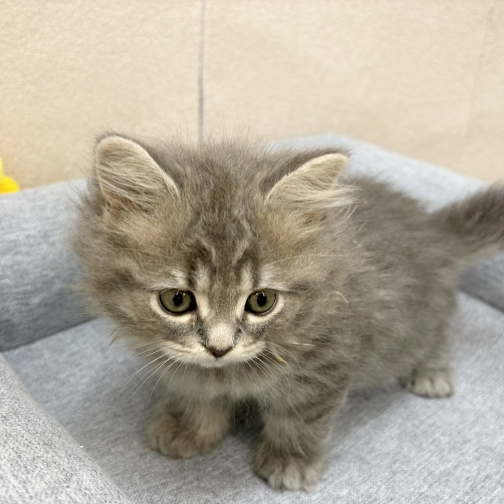 長野県のスコティッシュストレート (犬の家＆猫の里塩尻店/2026年2月6日生まれ/女の子/ブルータビー)の子猫の3枚目の画像