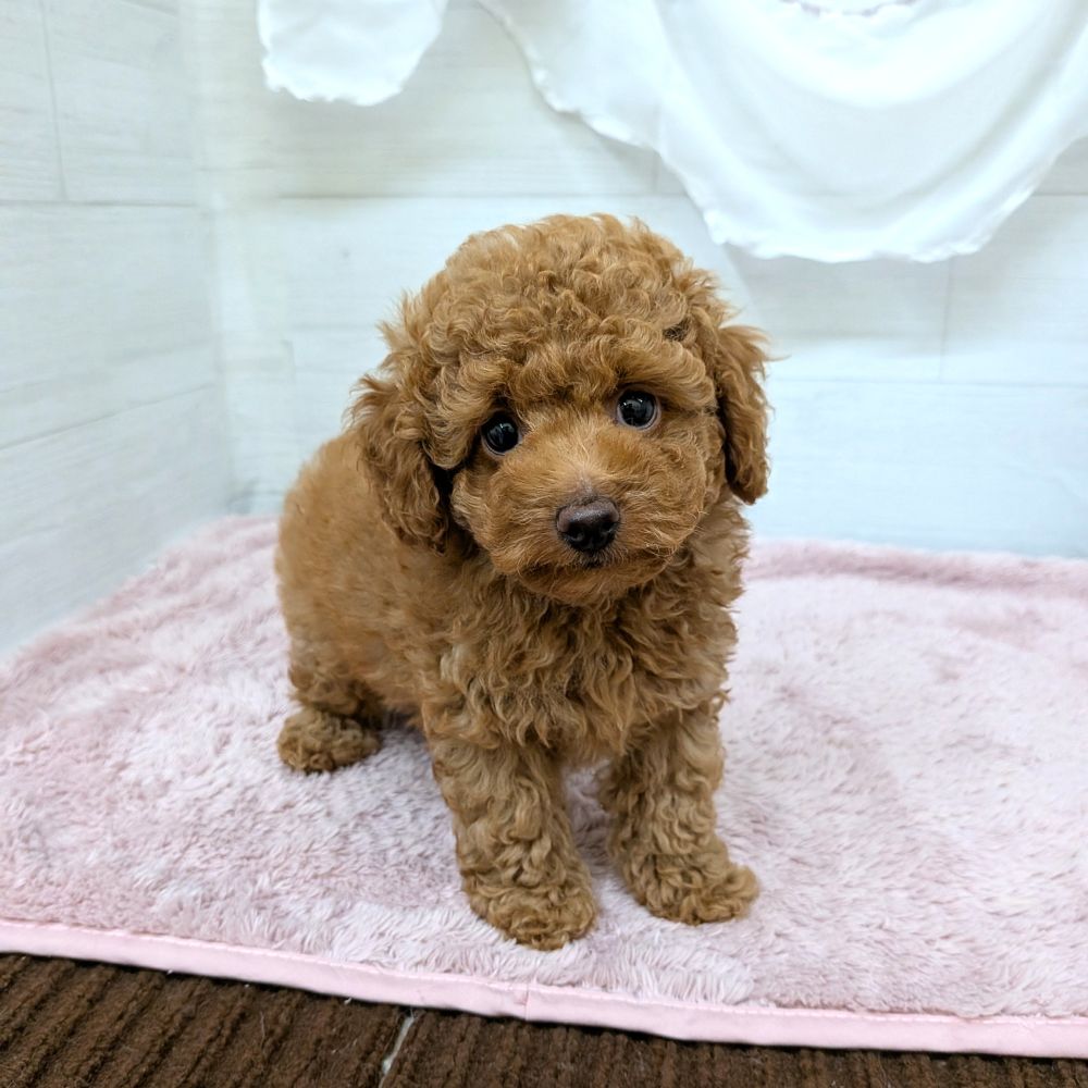 愛知県のトイプードル(トイ) (犬の家＆猫の里碧南店/2026年2月9日生まれ/男の子/レッドフォーン)の子犬の1枚目の画像