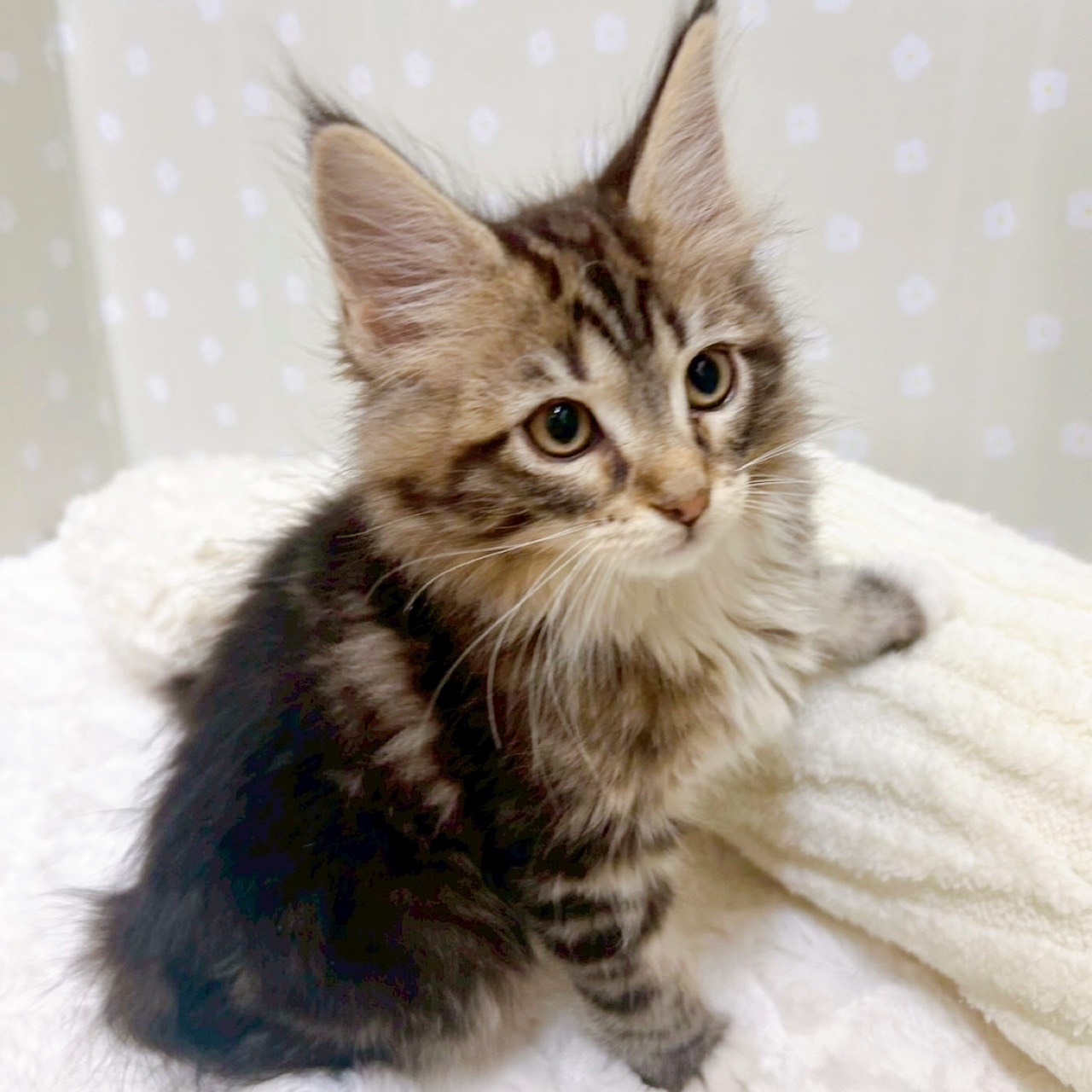 愛知県のメインクーン (犬の家＆猫の里安城店/2026年2月4日生まれ/女の子/ブラウンタビーホワイト)の子猫の3枚目の画像