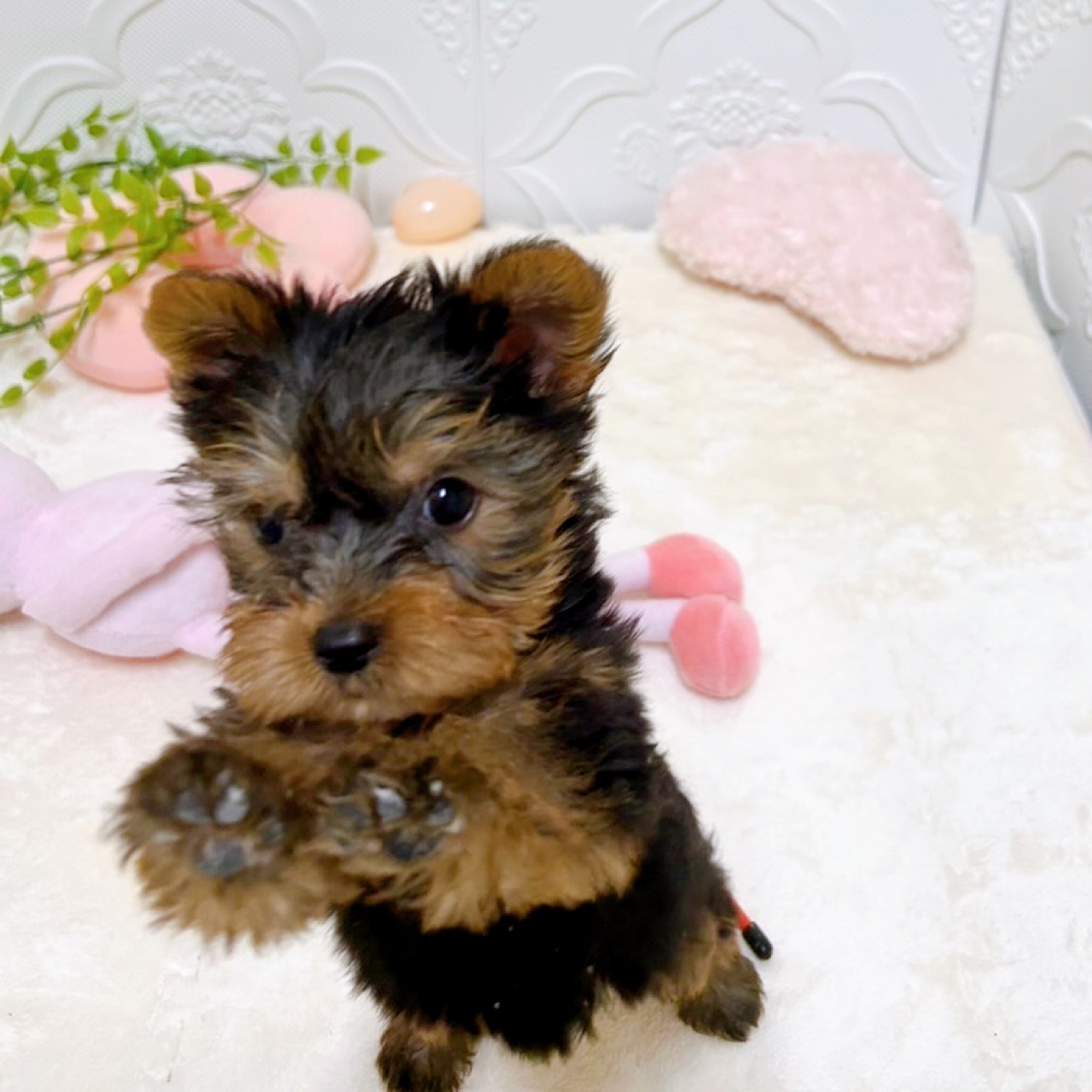 愛知県のヨークシャーテリア (犬の家＆猫の里岡崎店/2026年2月7日生まれ/女の子/スチールブルータン)の子犬の3枚目の画像