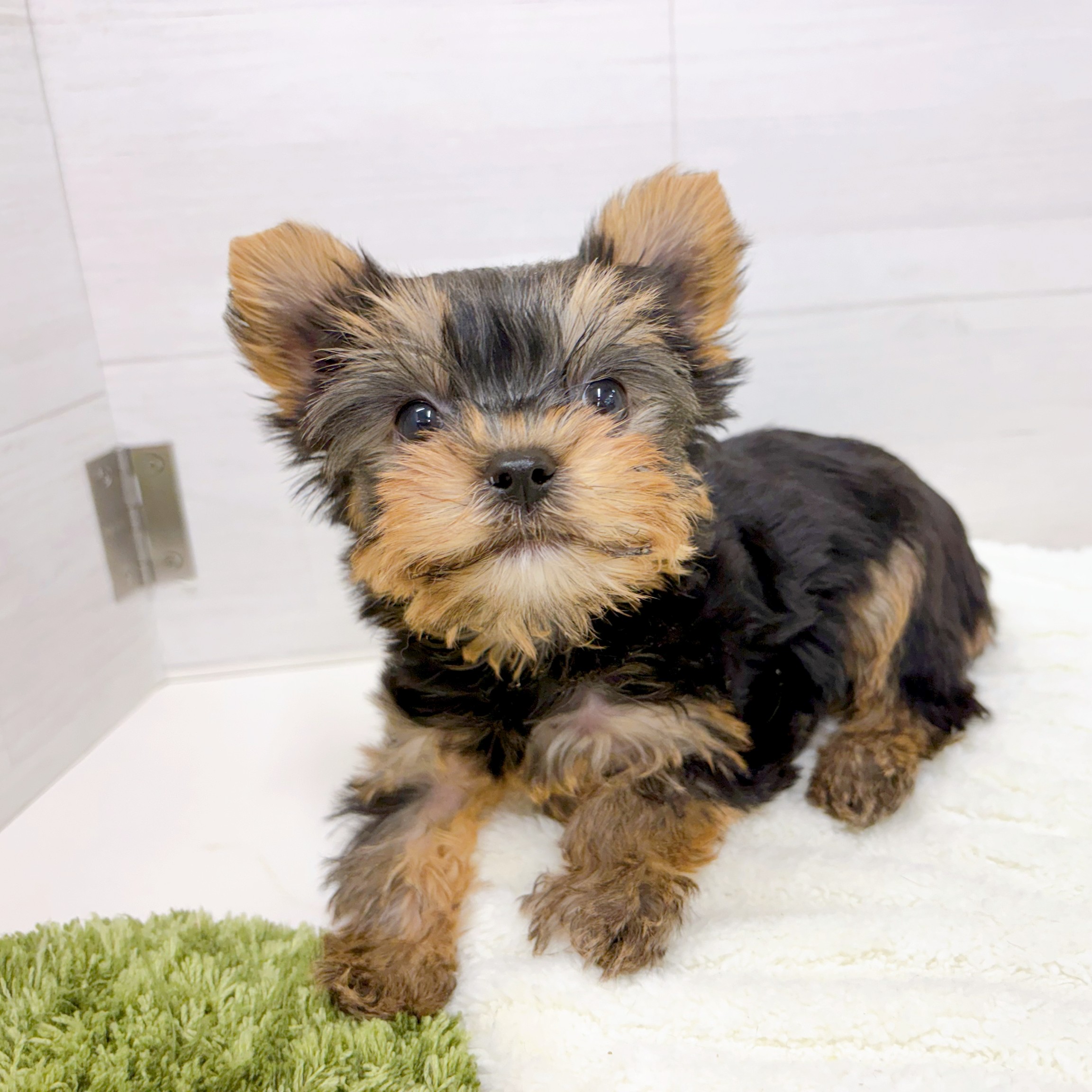 石川県のヨークシャーテリア (犬の家＆猫の里アミーゴ金沢おこばた店/2026年2月7日生まれ/女の子/スチールブルータン)の子犬の3枚目の画像