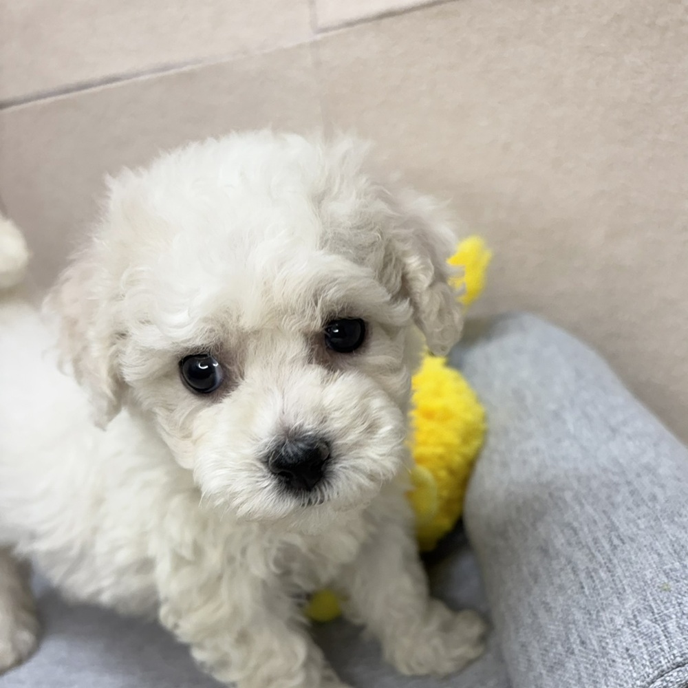 長野県のビションフリーゼ (犬の家＆猫の里塩尻店/2026年2月10日生まれ/女の子/ホワイト)の子犬の3枚目の画像