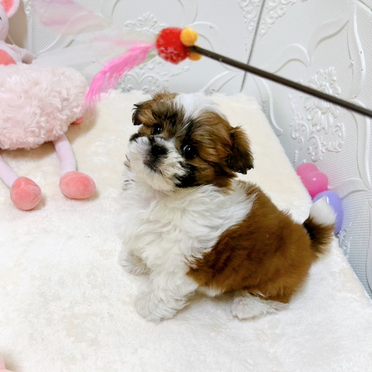 愛知県のマルズー/マルシーズ(マルチーズ×シーズー) (犬の家＆猫の里岡崎店/2026年2月8日生まれ/男の子/ゴールドホワイト)の子犬の3枚目の画像