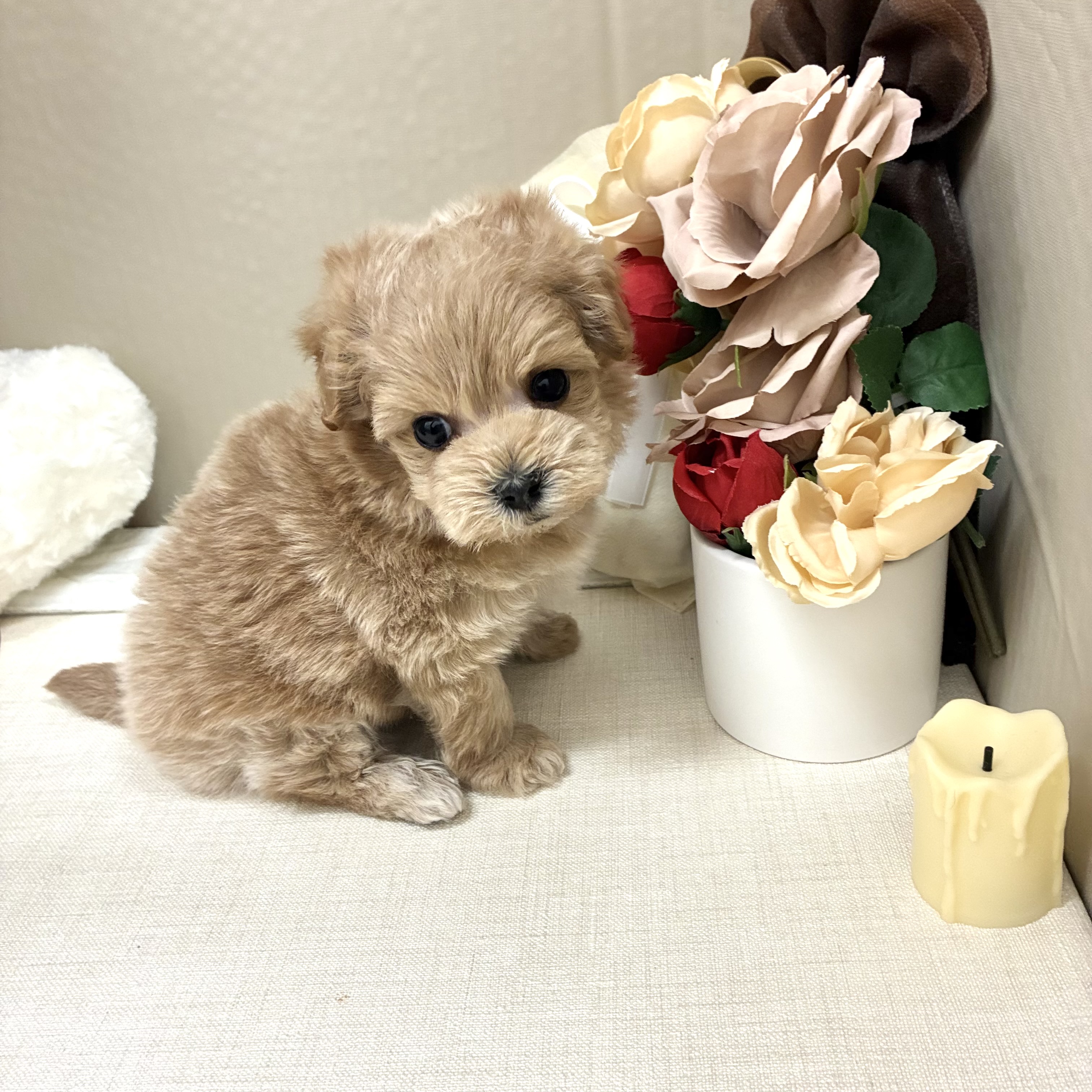 千葉県のマルプー(マルチーズ×プードル) (犬の家＆猫の里ワンズモール稲毛店/2026年2月10日生まれ/男の子/アプリコット)の子犬の3枚目の画像