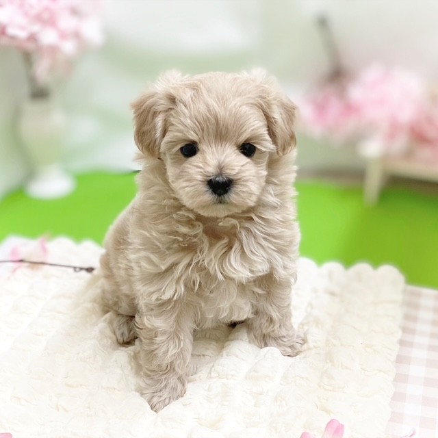 静岡県のマルプー(マルチーズ×プードル) (犬の家＆猫の里藤枝店/2026年2月10日生まれ/女の子/アプリコット)の子犬