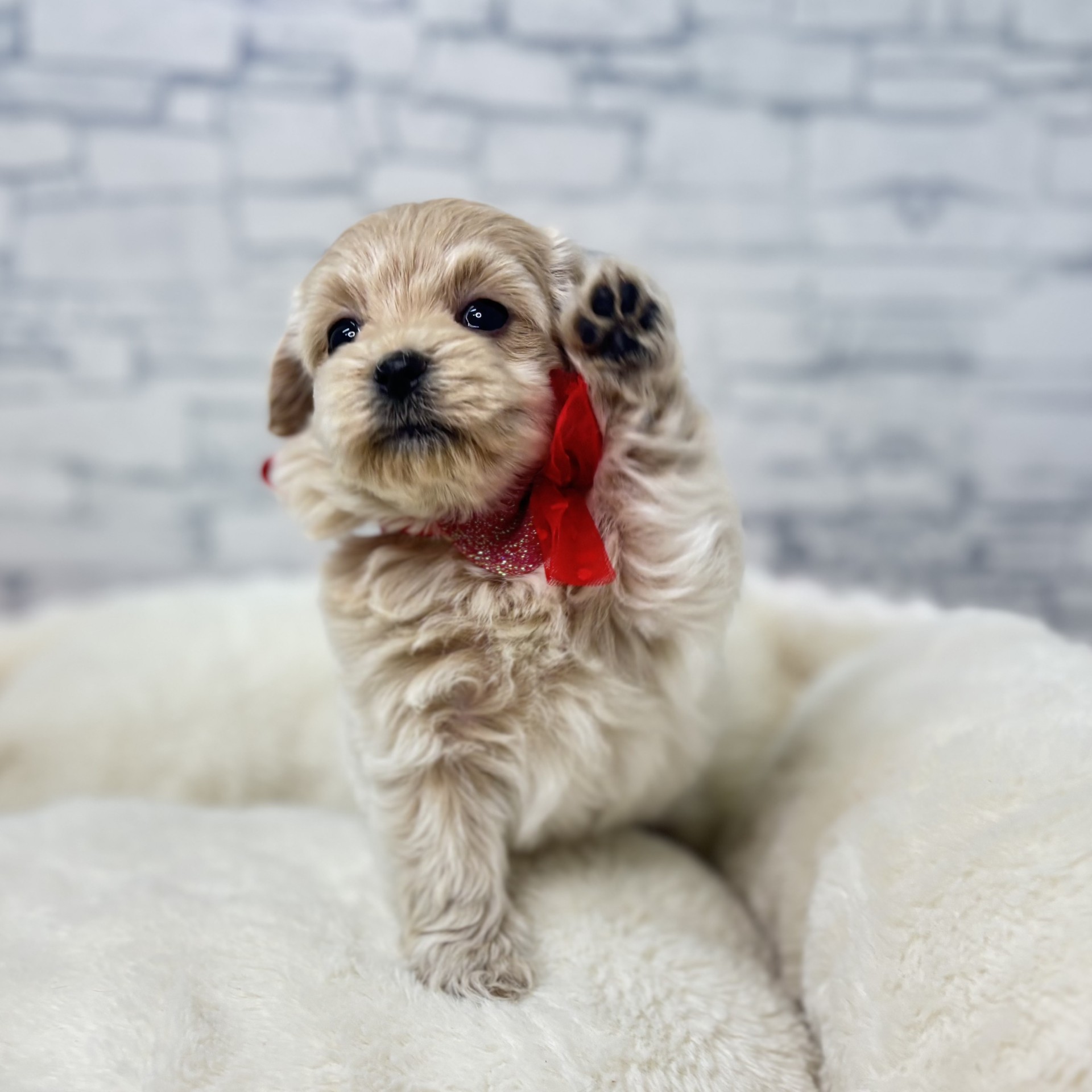 長野県のマルプー(マルチーズ×プードル) (犬の家＆猫の里長野店/2026年2月10日生まれ/女の子/アプリコット)の子犬の3枚目の画像