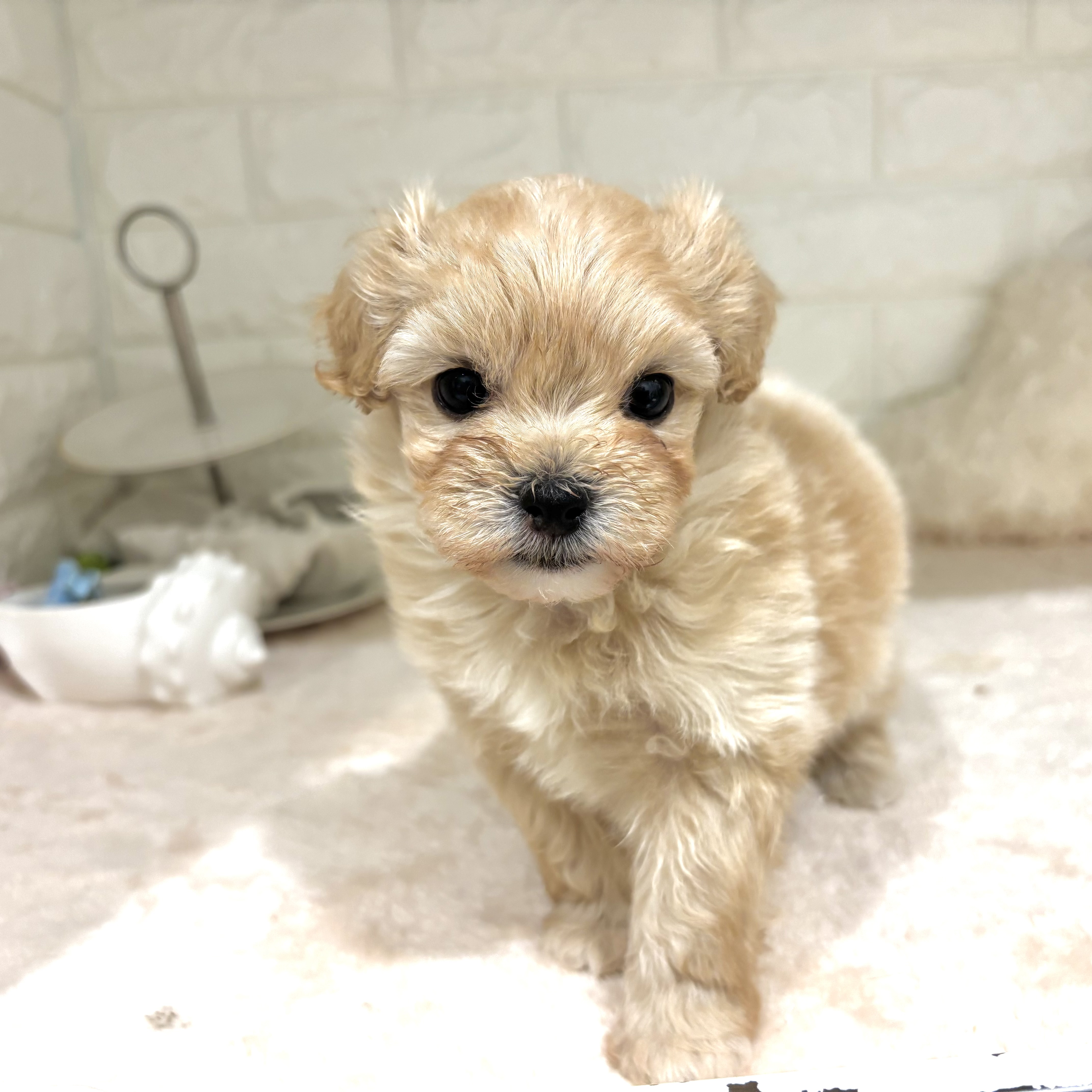 東京都のマルプー(マルチーズ×プードル) (犬の家＆猫の里新宿店/2026年2月9日生まれ/男の子/アプリコット)の子犬の1枚目の画像