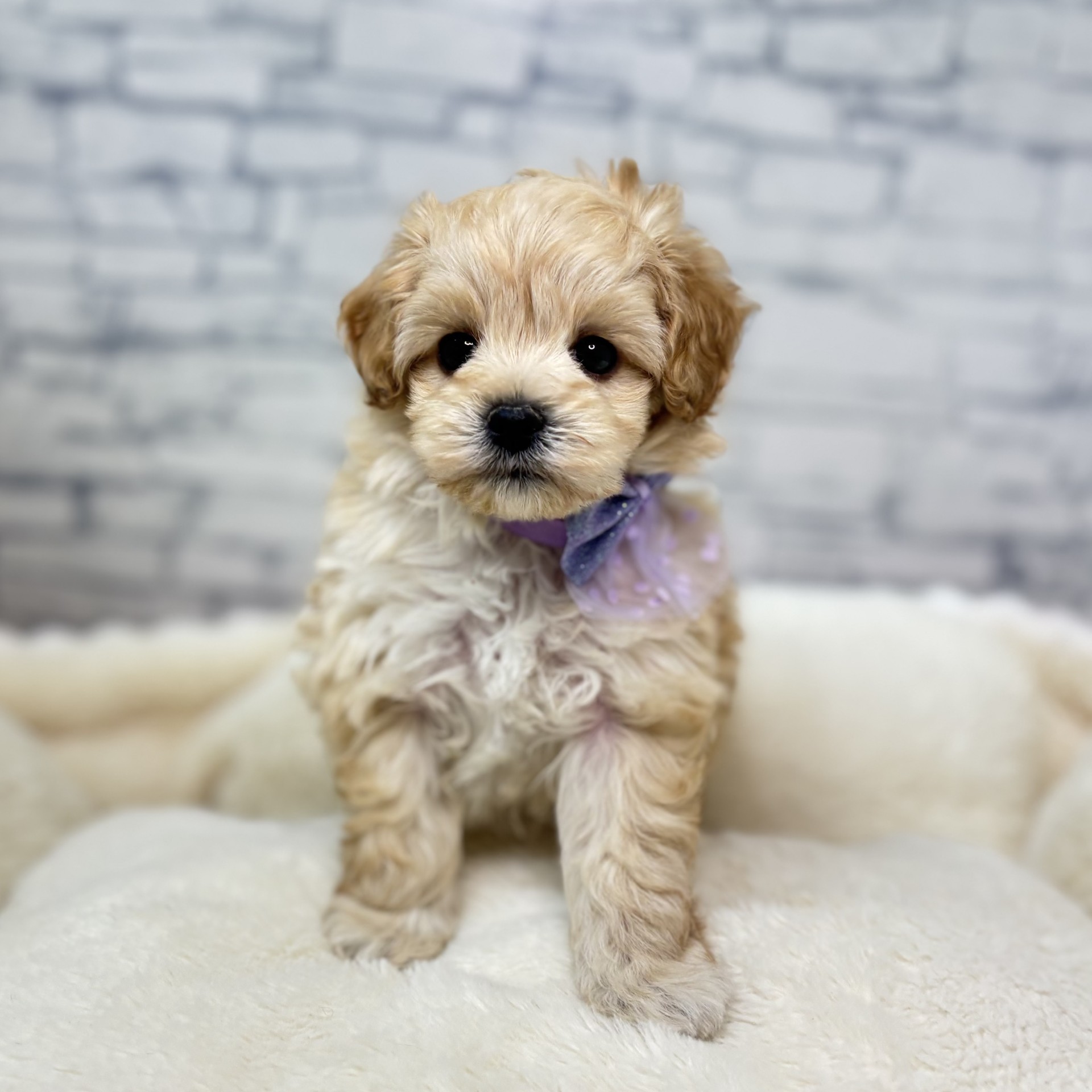 長野県のマルプー(マルチーズ×プードル) (犬の家＆猫の里長野店/2026年2月9日生まれ/男の子/アプリコット)の子犬の3枚目の画像