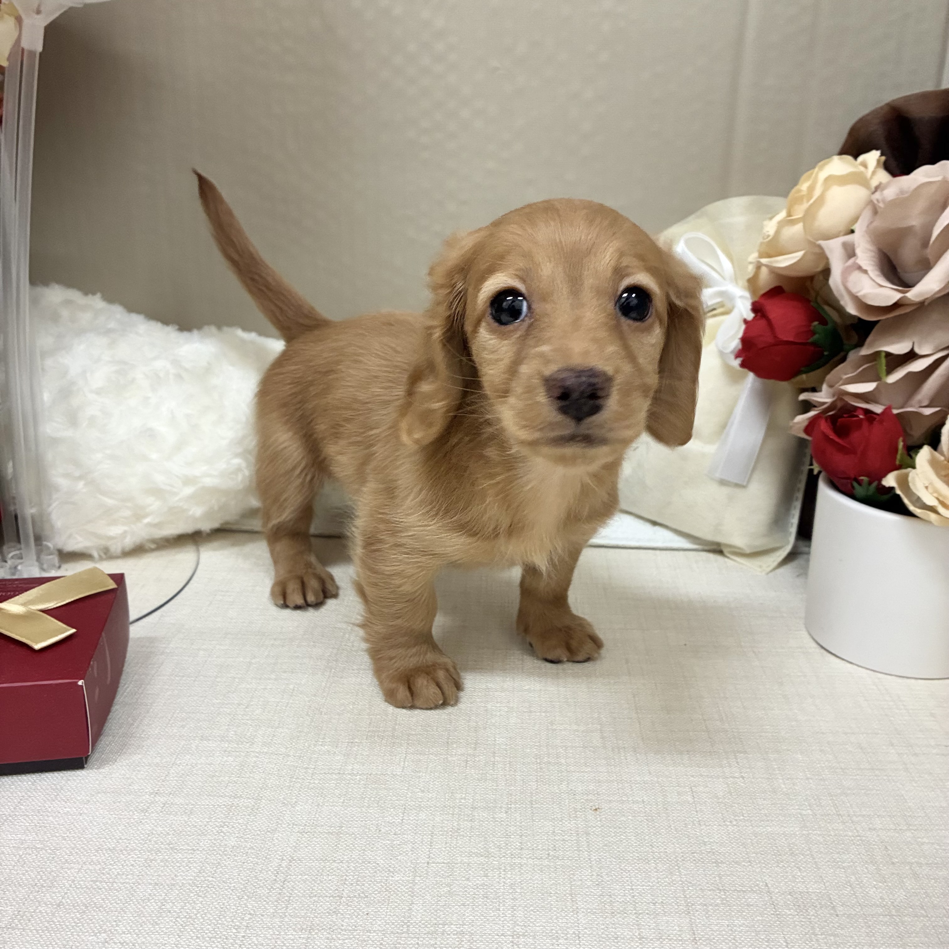 千葉県のカニンヘンダックスフンド(ロング) (犬の家＆猫の里ワンズモール稲毛店/2026年2月9日生まれ/女の子/ゴールド)の子犬の1枚目の画像