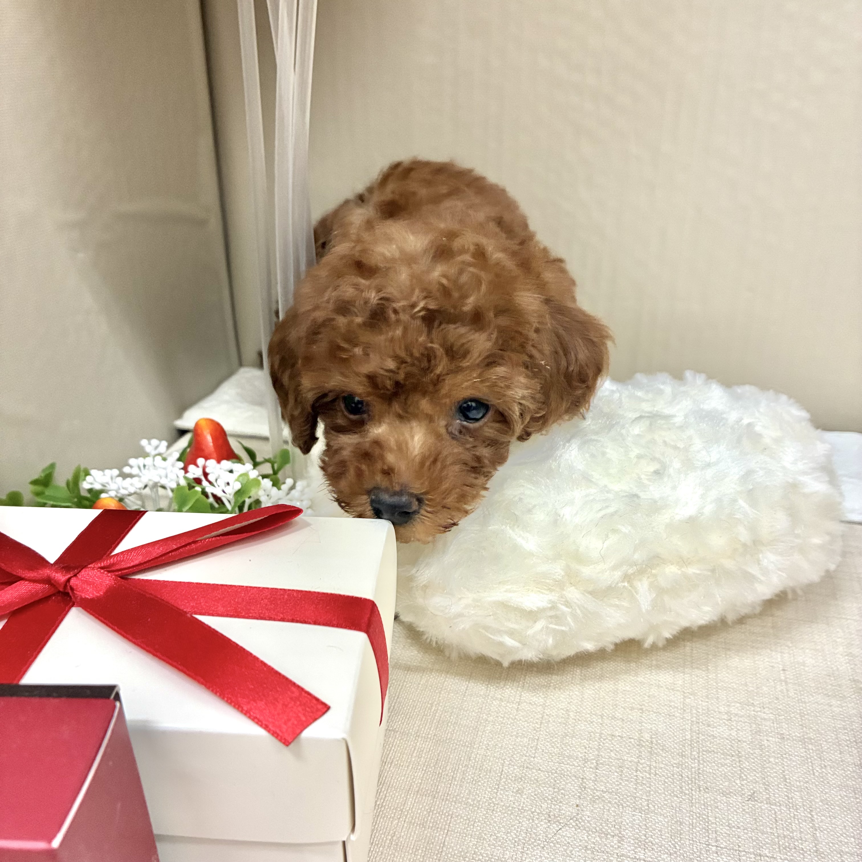 千葉県のトイプードル(トイ) (犬の家＆猫の里ワンズモール稲毛店/2026年2月10日生まれ/男の子/レッド)の子犬の3枚目の画像