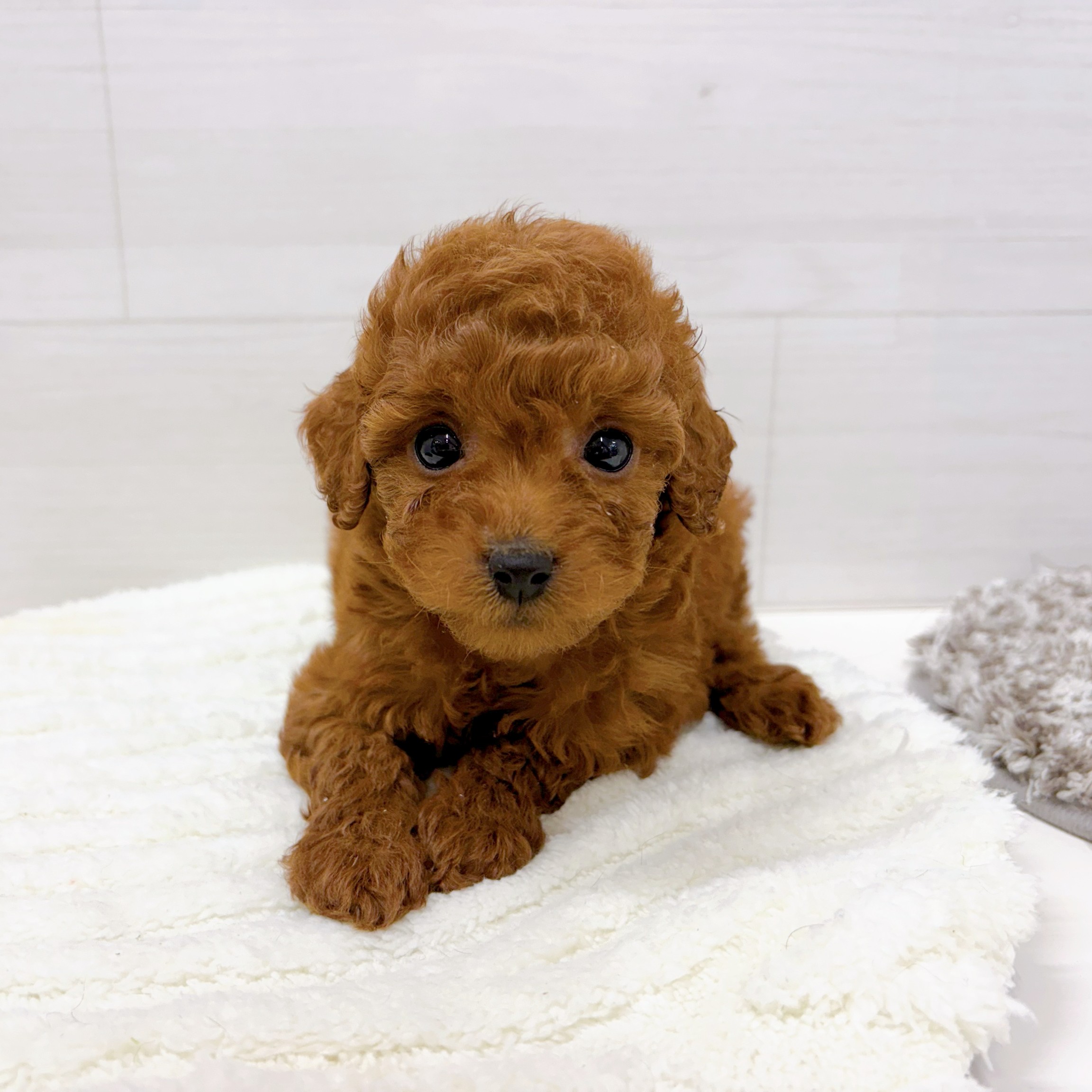 石川県のトイプードル(トイ) (犬の家＆猫の里アミーゴ金沢おこばた店/2026年2月9日生まれ/女の子/レッド)の子犬の3枚目の画像