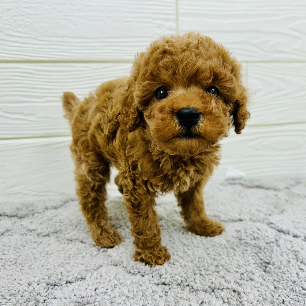 愛知県のトイプードル(トイ) (犬の家＆猫の里七宝店/2026年2月10日生まれ/女の子/レッド)の子犬の1枚目の画像