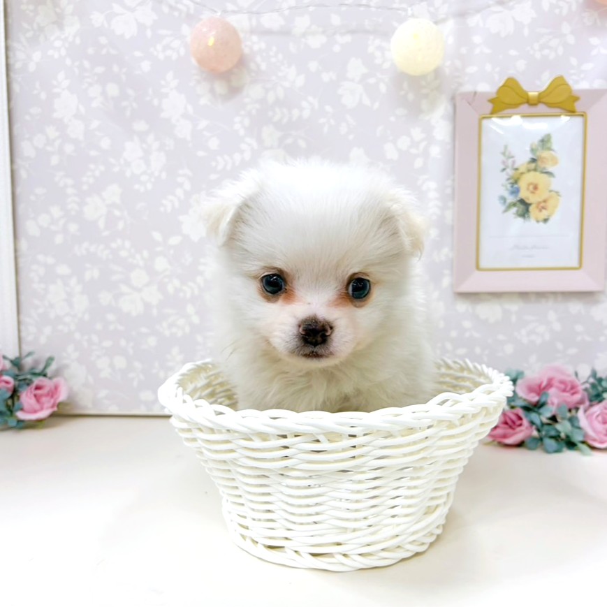富山県のポメチワ/チワポメ/ポメチー(ポメラニアン×チワワ) (犬の家＆猫の里アミーゴ高岡蓮花寺店/2026年2月7日生まれ/男の子/ホワイトクリーム)の子犬の3枚目の画像