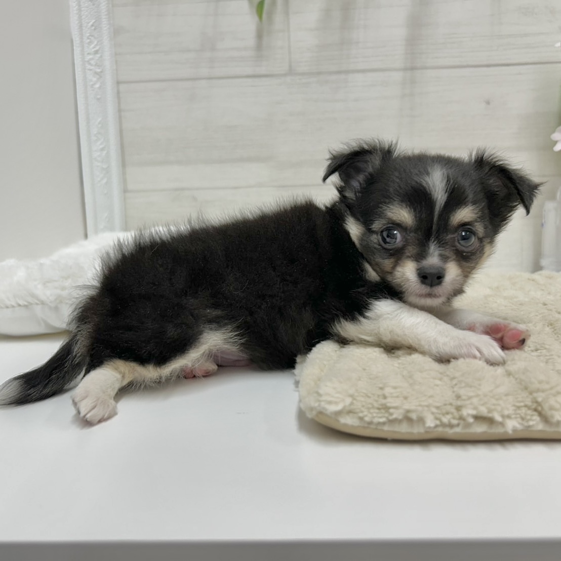 神奈川県のチワワ(ロング) (犬の家＆猫の里相模原店/2026年2月10日生まれ/男の子/ブラックタンホワイト)の子犬の3枚目の画像