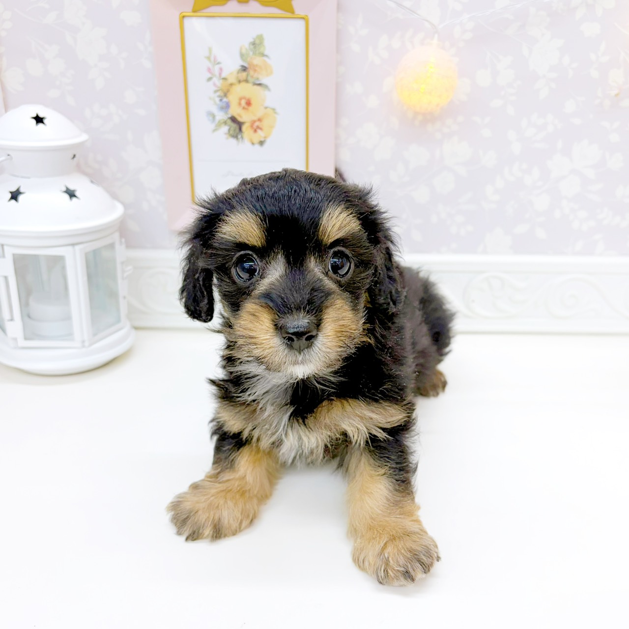 富山県のマルックス(マルチーズ×ダックス) (犬の家＆猫の里富山店/2026年2月7日生まれ/女の子/ブラックタン)の子犬の3枚目の画像