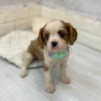 静岡県のキャバリアキングチャールズスパニエル (犬の家＆猫の里プレ葉ウォーク浜北店/2026年2月10日生まれ/女の子/ブレンハイム)の子犬の3枚目の画像