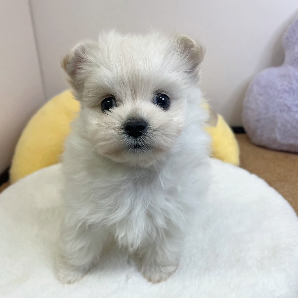 静岡県のポメマル/マルポメ(ポメラニアン×マルチーズ) (犬の家＆猫の里マークイズ静岡店/2026年2月5日生まれ/男の子/クリーム)の子犬の3枚目の画像