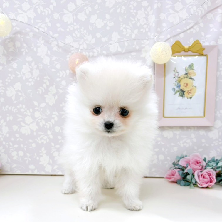 富山県のポメラニアン (犬の家＆猫の里アミーゴ高岡蓮花寺店/2026年2月10日生まれ/女の子/クリーム)の子犬の3枚目の画像