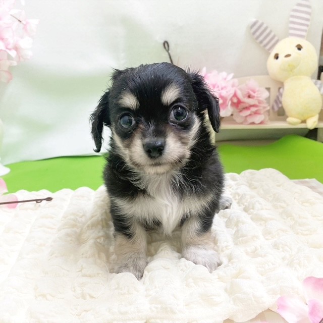 静岡県のチワックス(チワワ×ダックス) (犬の家＆猫の里藤枝店/2026年2月10日生まれ/男の子/ブラックタンホワイト)の子犬の3枚目の画像