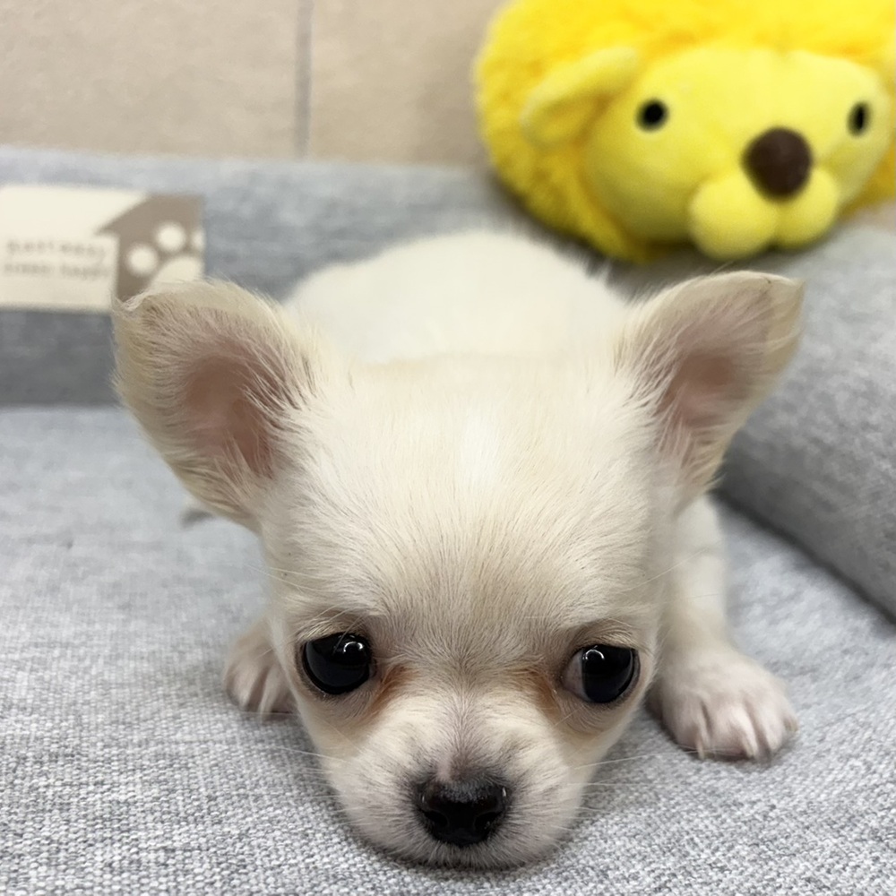 長野県のチワワ(ロング) (犬の家＆猫の里塩尻店/2026年2月9日生まれ/女の子/クリームホワイト)の子犬の3枚目の画像