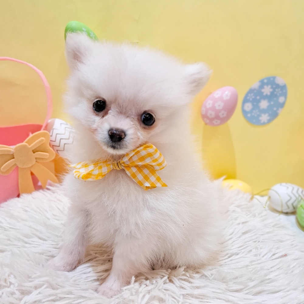 静岡県のポメチワ/チワポメ/ポメチー(ポメラニアン×チワワ) (犬の家＆猫の里富士店/2026年2月6日生まれ/女の子/クリーム)の子犬の3枚目の画像
