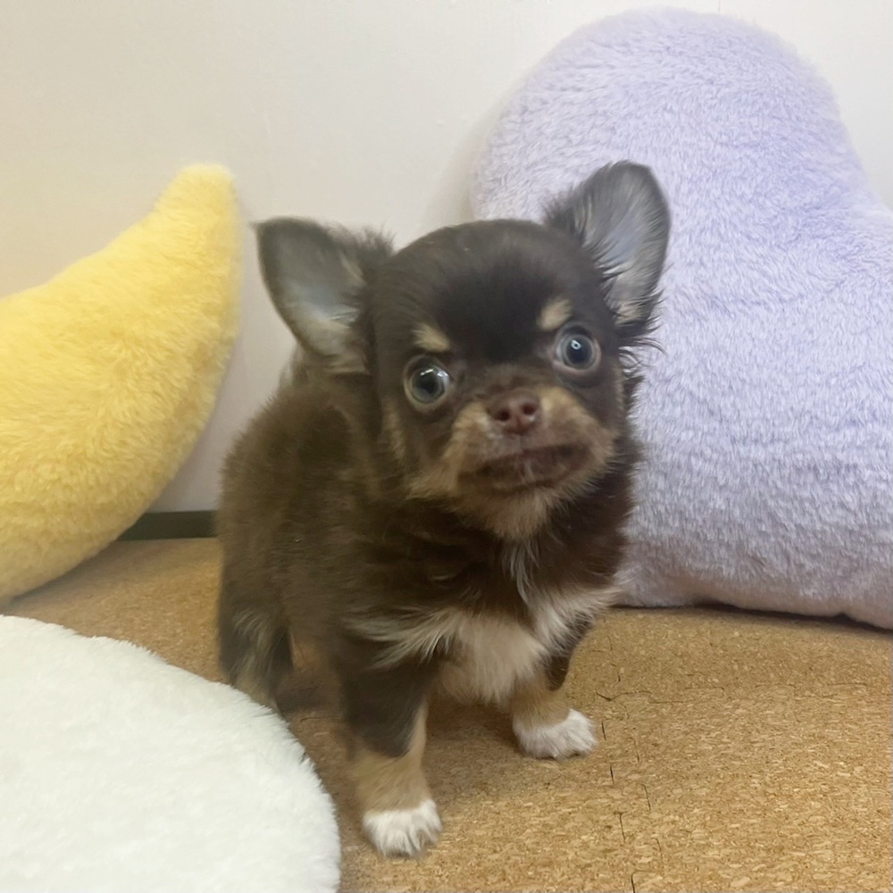 静岡県のチワワ(ロング) (犬の家＆猫の里マークイズ静岡店/2026年2月10日生まれ/男の子/チョコレートタン)の子犬の1枚目の画像