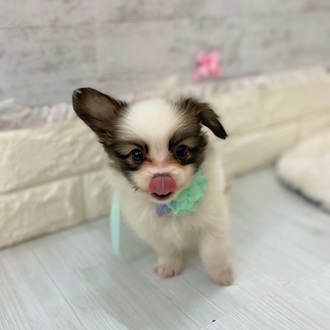 静岡県のパピヨン (犬の家＆猫の里プレ葉ウォーク浜北店/2026年2月10日生まれ/女の子/ホワイトブラウン)の子犬の3枚目の画像