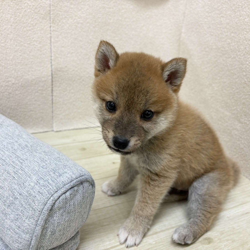 長野県の豆柴 (犬の家＆猫の里塩尻店/2026年2月10日生まれ/男の子/赤)の子犬の3枚目の画像