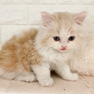 東京都のラガマフィン (犬の家＆猫の里新宿店/2026年2月7日生まれ/男の子/クリームタビーホワイト)の子猫の3枚目の画像