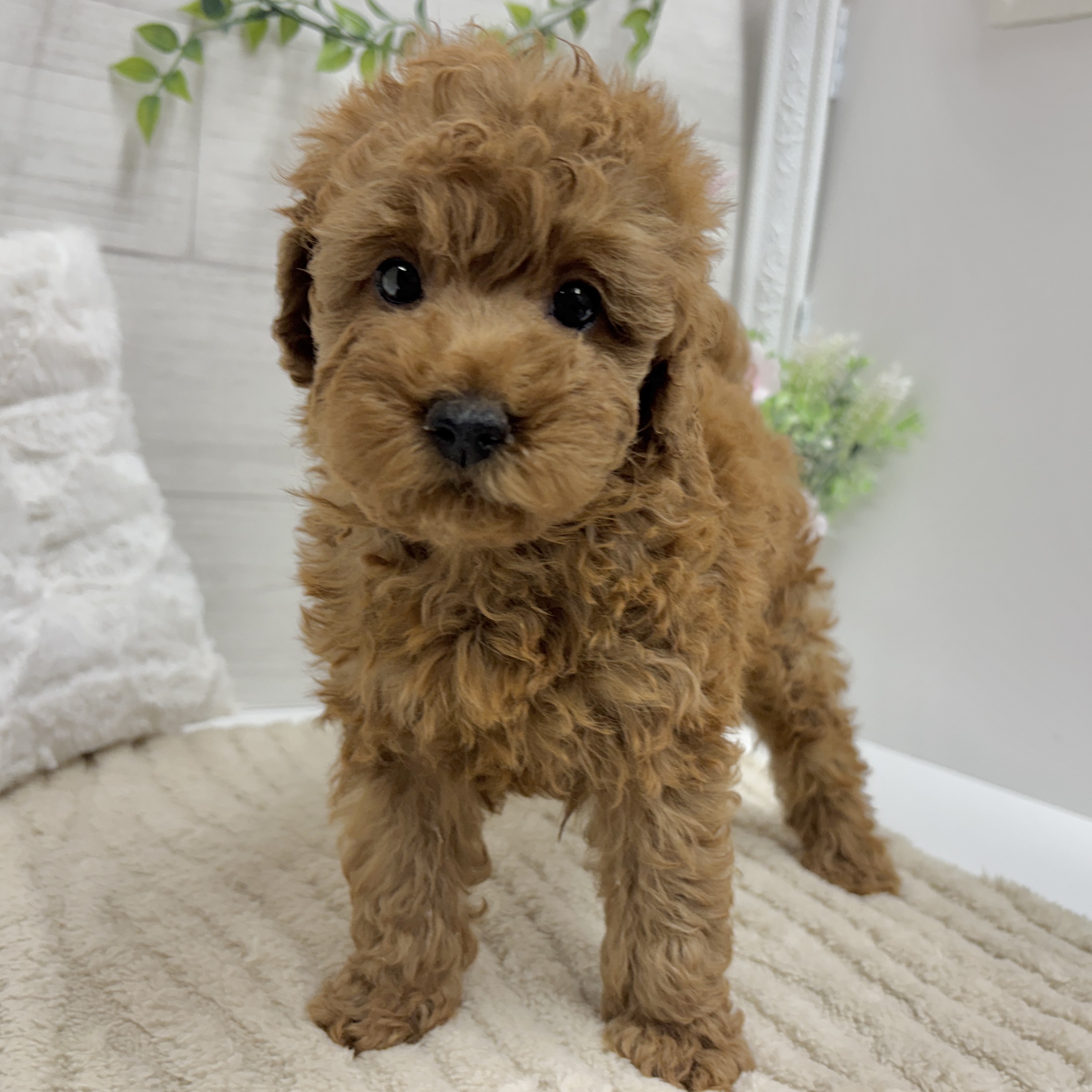 神奈川県のトイプードル(トイ) (犬の家＆猫の里相模原店/2026年2月7日生まれ/女の子/レッド)の子犬の3枚目の画像