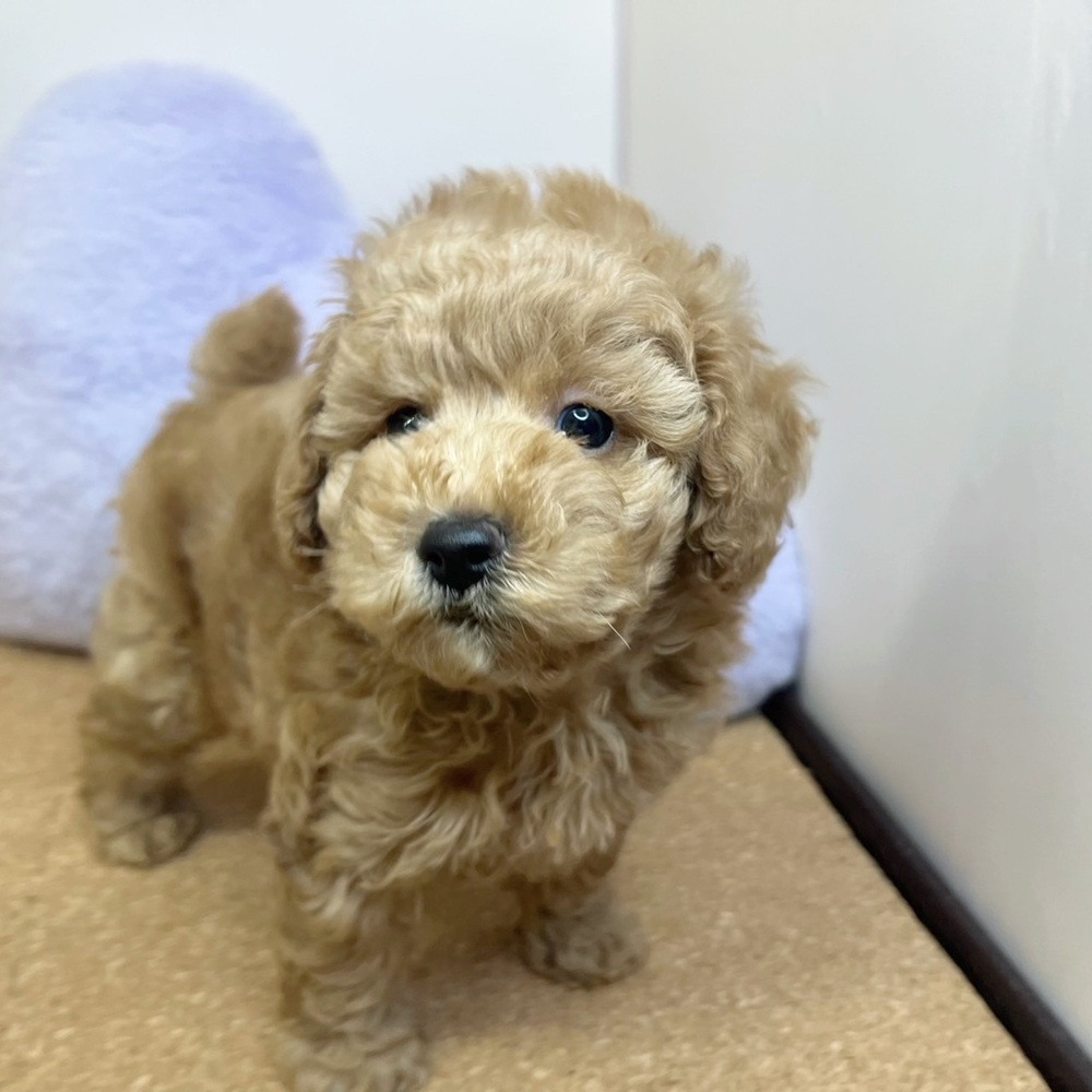 静岡県のトイプードル(トイ) (犬の家＆猫の里マークイズ静岡店/2026年2月8日生まれ/男の子/レッド)の子犬の3枚目の画像