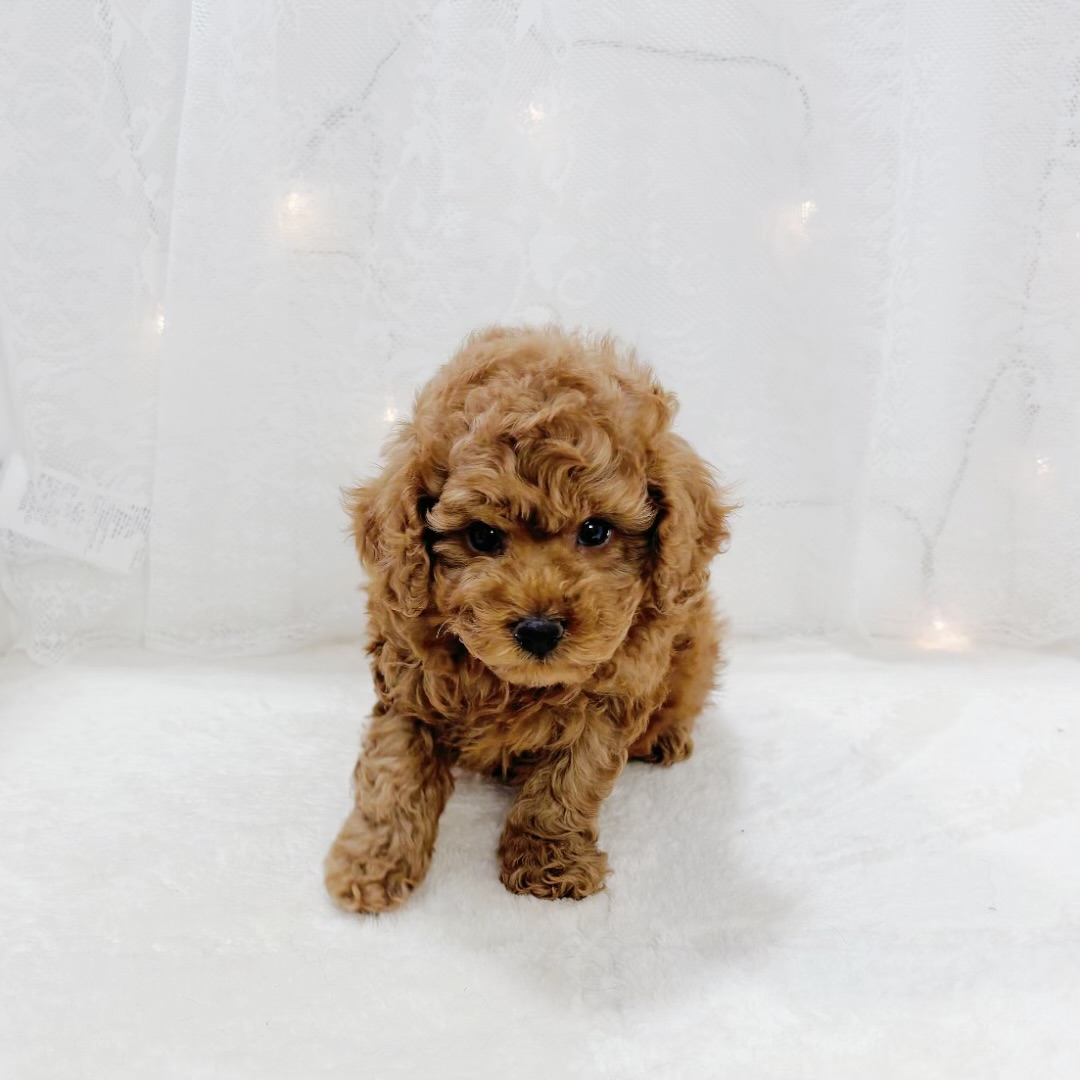 千葉県のトイプードル(トイ) (犬の家＆猫の里BIGHOPガーデンモール印西店/2026年2月8日生まれ/男の子/レッド)の子犬の3枚目の画像