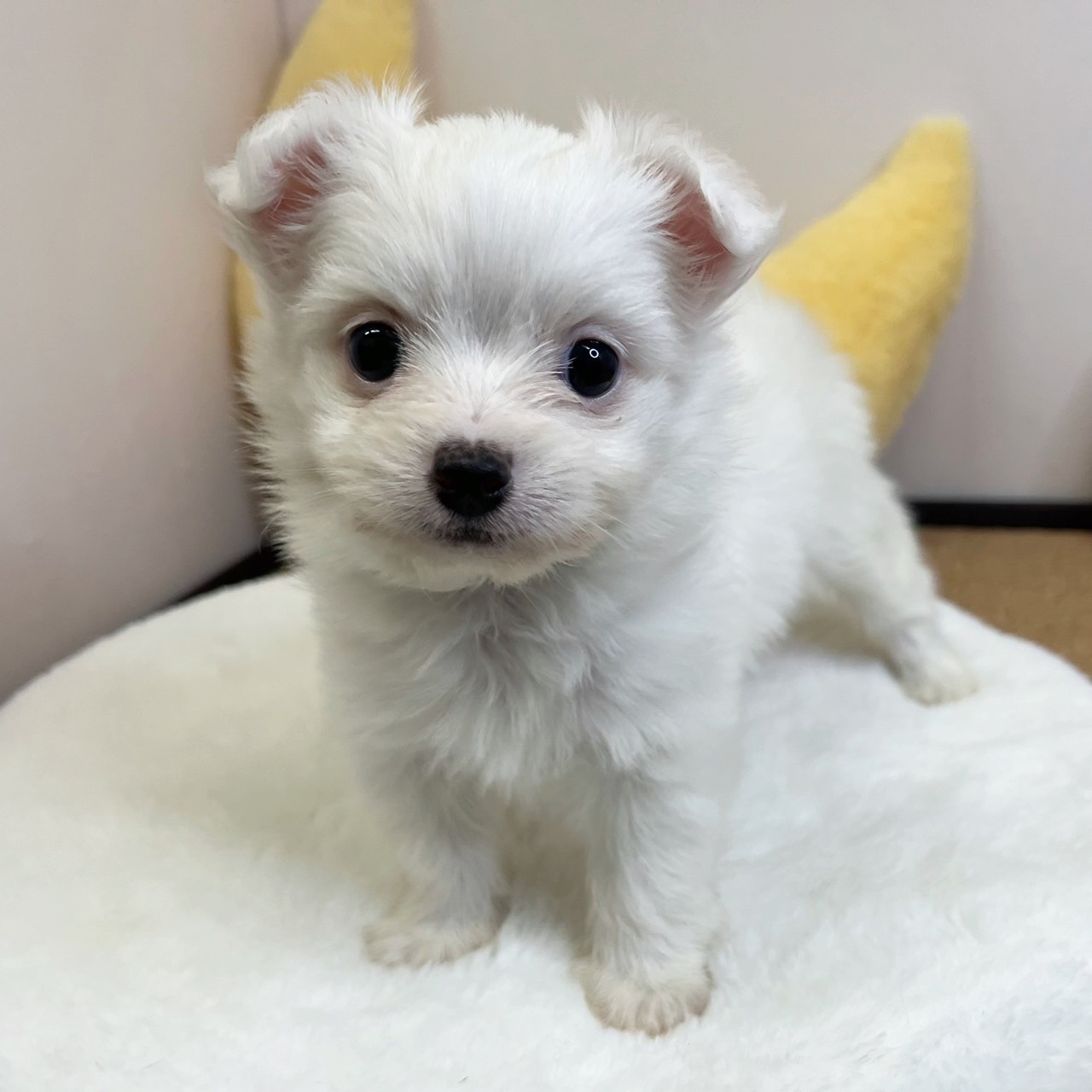 静岡県のチワマル/マルチワ(チワワ×マルチーズ) (犬の家＆猫の里マークイズ静岡店/2026年2月8日生まれ/女の子/ホワイト)の子犬の3枚目の画像