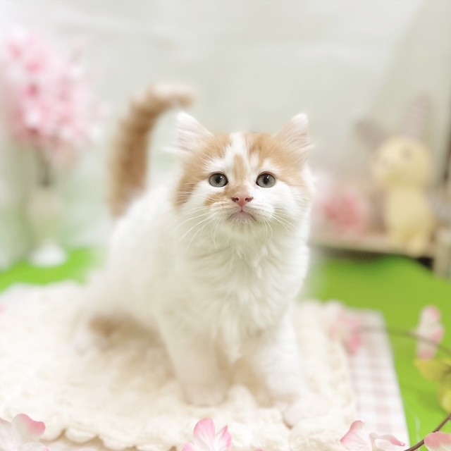 静岡県のマンチカン (犬の家＆猫の里藤枝店/2026年2月9日生まれ/男の子/レッドタビーホワイト)の子猫の3枚目の画像