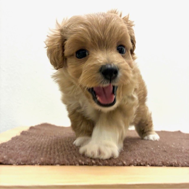 福岡県のポメプー(ポメラニアン×プードル) (犬の家＆猫の里トリアス久山店/2026年2月10日生まれ/男の子/クリーム)の子犬の3枚目の画像