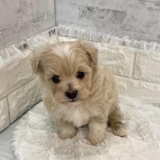 静岡県のポメプー(ポメラニアン×プードル) (犬の家＆猫の里プレ葉ウォーク浜北店/2026年2月10日生まれ/男の子/アプリコット)の子犬の3枚目の画像