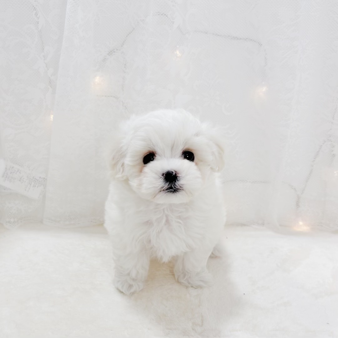 千葉県のハーフ犬・ミックス犬 (犬の家＆猫の里BIGHOPガーデンモール印西店/2026年2月10日生まれ/女の子/クリーム)の子犬の3枚目の画像