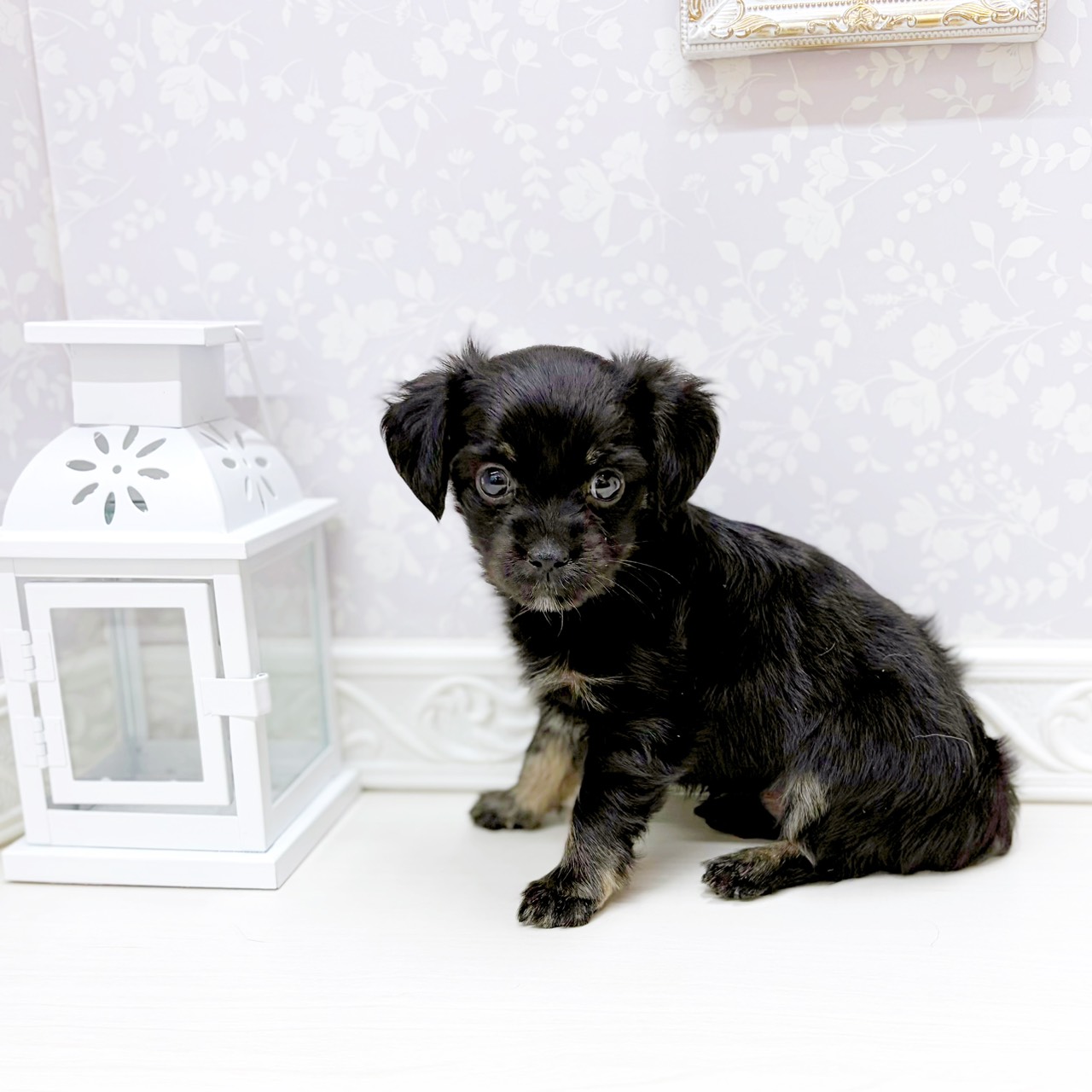 富山県のチワックス(チワワ×ダックス) (犬の家＆猫の里アミーゴ山室店/2026年2月7日生まれ/女の子/ブラックタン)の子犬の3枚目の画像