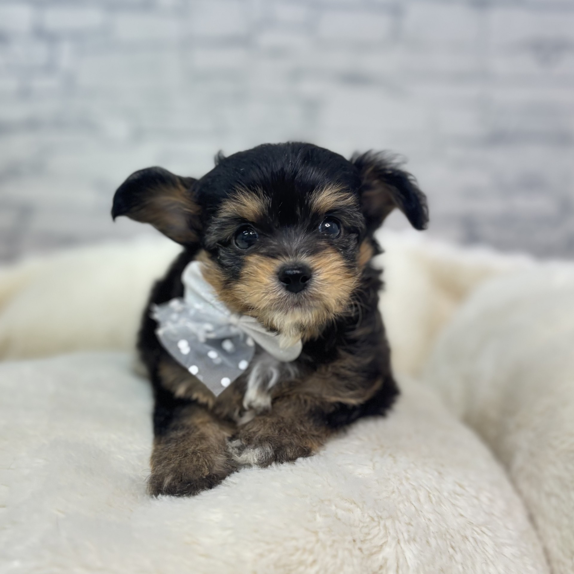 長野県のチワプー/プーチー(チワワ×プードル) (犬の家＆猫の里長野店/2026年2月8日生まれ/男の子/ブラックタン)の子犬の3枚目の画像