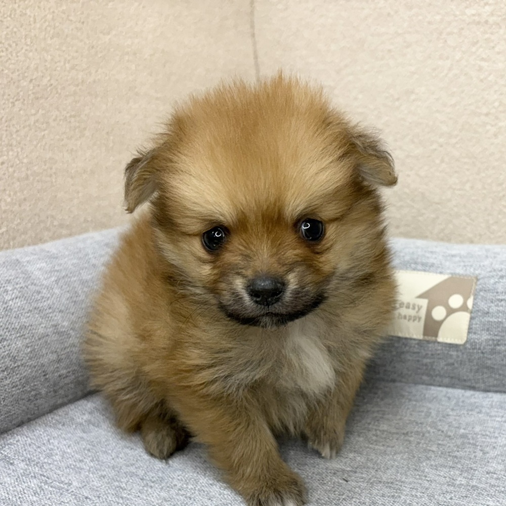 長野県のポメチワ/チワポメ/ポメチー(ポメラニアン×チワワ) (犬の家＆猫の里塩尻店/2026年2月8日生まれ/男の子/ウルフセーブル)の子犬の3枚目の画像
