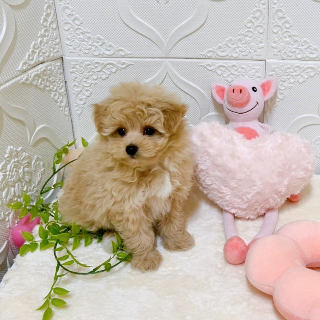 愛知県のポメプー(ポメラニアン×プードル) (犬の家＆猫の里岡崎店/2026年2月8日生まれ/女の子/クリーム)の子犬の3枚目の画像