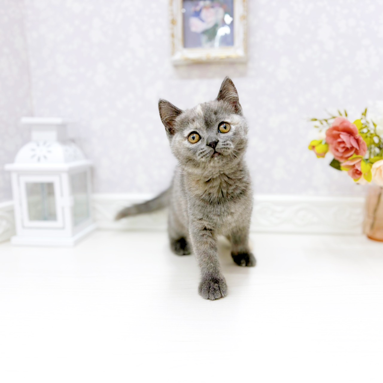 富山県のブリティッシュショートヘアー (犬の家＆猫の里アミーゴ山室店/2026年2月8日生まれ/女の子/ブルークリーム)の子猫の3枚目の画像