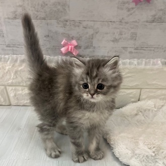 静岡県のマンチカン (犬の家＆猫の里プレ葉ウォーク浜北店/2026年2月10日生まれ/女の子/シルバータビーホワイト)の子猫の3枚目の画像