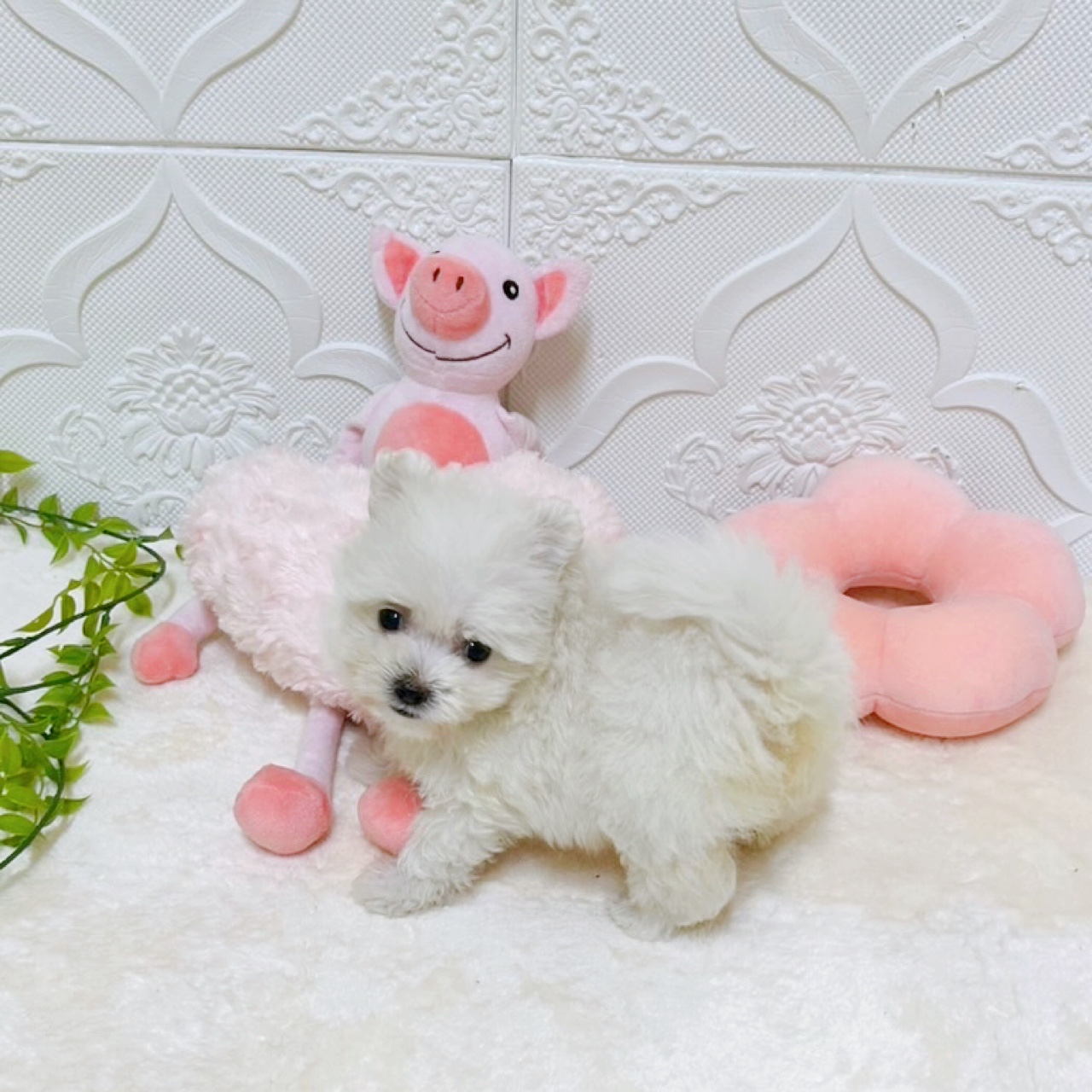 愛知県のポメマル/マルポメ(ポメラニアン×マルチーズ) (犬の家＆猫の里岡崎店/2026年2月10日生まれ/女の子/クリーム)の子犬の3枚目の画像