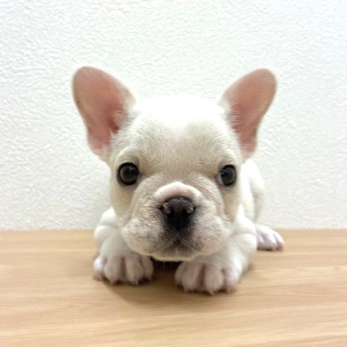 福岡県のフレンチブルドッグ (犬の家＆猫の里トリアス久山店/2026年2月6日生まれ/女の子/クリーム)の子犬の3枚目の画像