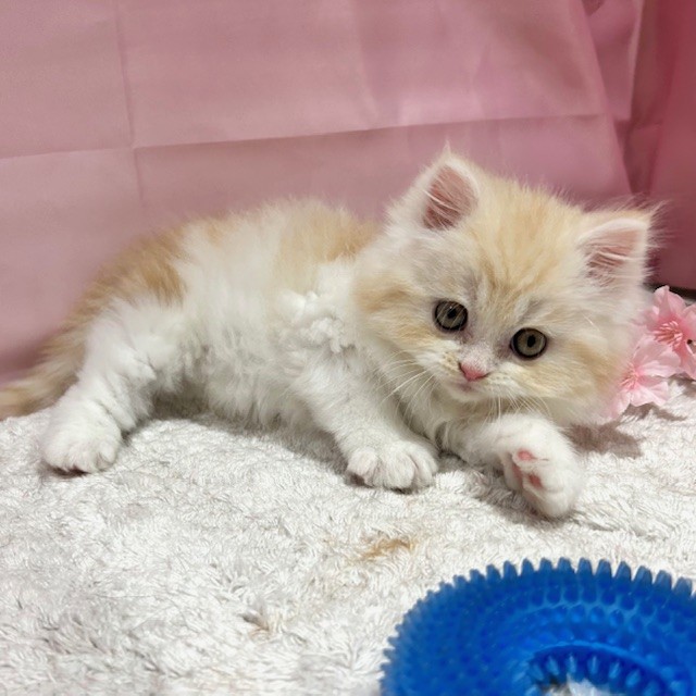 福岡県のマンチカン (犬の家＆猫の里トリアス久山店/2026年2月10日生まれ/男の子/クリームタビーホワイト)の子猫の3枚目の画像