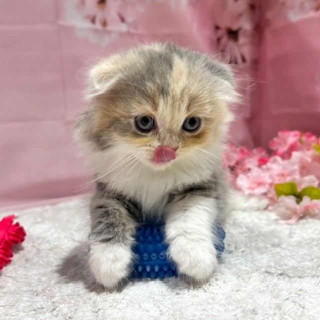 福岡県のスコティッシュフォールド (犬の家＆猫の里トリアス久山店/2026年2月10日生まれ/女の子/ブルーパッチドタビーホワイト)の子猫の3枚目の画像