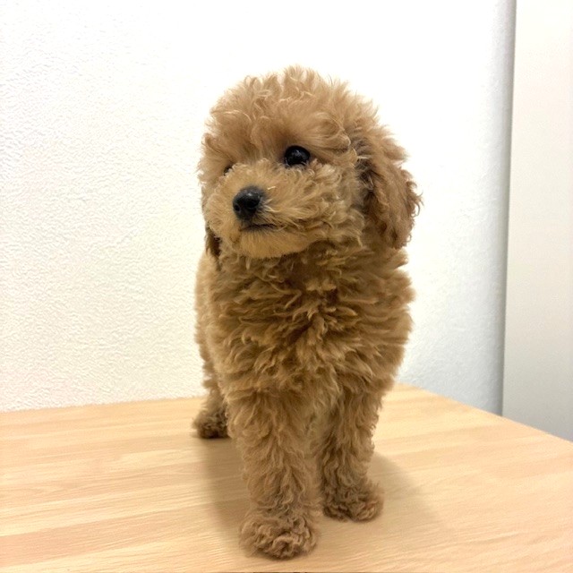 福岡県のトイプードル(トイ) (犬の家＆猫の里トリアス久山店/2026年2月6日生まれ/男の子/レッド)の子犬の3枚目の画像