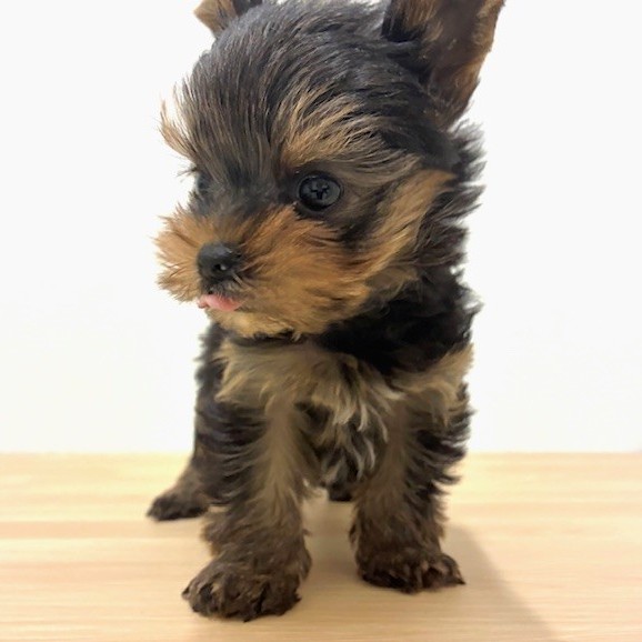 福岡県のヨークシャーテリア (犬の家＆猫の里トリアス久山店/2026年2月8日生まれ/男の子/スチールブルータン)の子犬の3枚目の画像